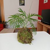 Mi proyecto del curso: Kokedamas: crea macetas naturales de musgo. Arts, Crafts, Interior Design, L, scape Architecture, Decoration, DIY, Floral, and Plant Design project by Ángela Escobar - 02.27.2023
