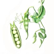 Petits pois Ein Projekt aus dem Bereich Traditionelle Illustration von Emma Piettre - 27.02.2023