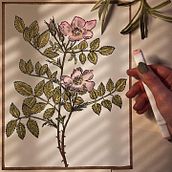 Wild Rose Study Ein Projekt aus dem Bereich Traditionelle Illustration, Tattoodesign und Bildende Künste von Michelle Doucette - 20.02.2023