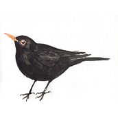 My birds (Watercolor Techniques for Illustrating Birds). Un proyecto de Ilustración tradicional, Pintura a la acuarela, Dibujo realista e Ilustración naturalista				 de Slawomir Mroz - 28.02.2023