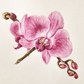 Mein Abschlussprojekt für den Kurs: Botanische Illustration mit Wasserfarben. Traditional illustration, Fine Arts, Painting, Drawing, Watercolor Painting, and Botanical Illustration project by mariaschreiner - 03.01.2023
