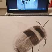 My project for course: Illustrating the Natural World with Watercolor and Charcoal Ein Projekt aus dem Bereich Traditionelle Illustration, Malerei und Naturalistische Illustration von Max Linden - 01.03.2023