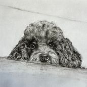 Gantroppas LLANO  Charocal. Traditional illustration project by Therese Keller - 03.01.2023