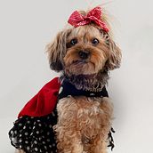 Mi proyecto del curso: Introducción a la fotografía de perros. Un proyecto de Fotografía, Fotografía de retrato, Fotografía de estudio, Fotografía documental, Fotografía Lifest, le y Fotografía en interiores de Damian Gutiérrez - 03.03.2023