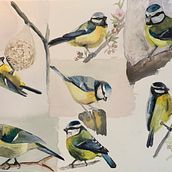 My project for course: Artistic Watercolor Techniques for Illustrating Birds. Projekt z dziedziny Trad, c, jna ilustracja, Malowanie akwarelą, R, sunek realist, czn, Ilustracja naturalist i czna użytkownika najawessel - 04.03.2023