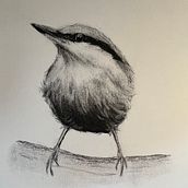 Tiny Bird, Charcoal Project for Tonal Value. Un proyecto de Pintura a la acuarela de Jordan - 25.02.2023