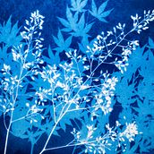 Cyanotype prints . Arts, and Crafts project by jacqui2000 - 03.04.2023