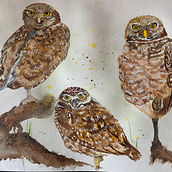 My project for course: Burrowing Owls. Traditional illustration, Watercolor Painting, Naturalistic Illustration, and Realistic Drawing project by cjgrieb - 03.05.2023