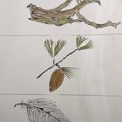 Nature. Drawings. Drawing project by Heather Brack - 03.06.2023