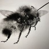 My project for course: Illustrating the Natural World with Watercolor and Charcoal. Un proyecto de Ilustración tradicional, Pintura e Ilustración naturalista				 de monikabartalis - 09.03.2023