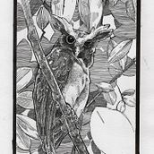 Meu projeto do curso: Ilustração com tinta e bico de pena: registre o mundo natural. Un proyecto de Bocetado, Dibujo, Dibujo artístico, Sketchbook, Ilustración con tinta e Ilustración naturalista				 de Luccas Nascimento - 07.03.2023