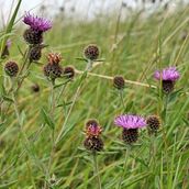 Video Flora of Ireland: 5 Plant Species in 5 Minutes. Een project van Audiovisuele productie,  Video y  Videobewerking van peter_112786 - 10.03.2023