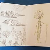 Mon projet du cours : Dessin de créatures fantastiques inspirées de la nature. Pencil Drawing, Drawing, Watercolor Painting, Sketchbook, and Naturalistic Illustration project by Marina Addor - 03.10.2023