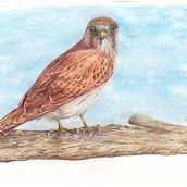 Watching always watching . Projekt z dziedziny  Sztuki piękne użytkownika Dee Mcfaul - 11.03.2023