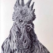 Gallo. Traditional illustration, and Artistic Drawing project by Florence Saje - 03.11.2023