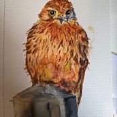 My project for course: Expressive Animal Portraits in Watercolor. Traditional illustration, Watercolor Painting, Realistic Drawing, and Naturalistic Illustration project by Shirley Rowley - 05.15.2023