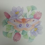 Mi proyecto del curso: Dibujo y composición naturalista en acuarela. Un progetto di Illustrazione tradizionale, Disegno, Pittura ad acquerello e Illustrazione naturalistica di Meritxell Soria - 14.03.2023