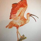 Corocora roja - Ibis escarlata. Un proyecto de Pintura a la acuarela e Ilustración botánica de Lina Esmeralda del Castillo - 16.03.2023