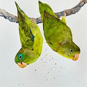 My project for course: Artistic Watercolor Techniques for Illustrating Birds. Traditional illustration, Watercolor Painting, Realistic Drawing, and Naturalistic Illustration project by Cecilia Capestany - 03.16.2023