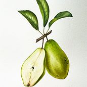 My project for course: Realistic Botanical Illustration: Escape to Nature. Un progetto di Pittura, Pittura ad acquerello, Illustrazione botanica e Illustrazione naturalistica di iguzelika - 17.03.2023