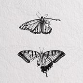 Insect Drawings . Digital Illustration project by Kate Beatham - 03.19.2023