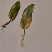 My project for course: Naturalistic Illustration in Watercolor and Gouache Ein Projekt aus dem Bereich Bildende Künste, Malerei, Aquarellmalerei, Botanische Illustration, Naturalistische Illustration und Gouachemalerei von Lenka Dobešová - 19.03.2023