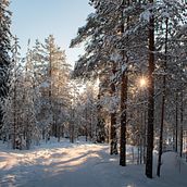 Winter memories in Finish Lapland. Un proyecto de Fotografía y Fotografía en exteriores de Renata Castro Vilarrubias - 21.03.2023