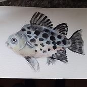 Il mio progetto del corso: Illustrazione⁹ di universi marini ad acquerello. Un proyecto de Pintura, Ilustración naturalista				, Ilustración tradicional y Pintura a la acuarela de Milena Carli - 21.03.2023