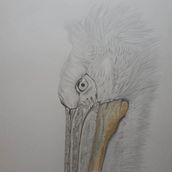Mein Abschlussprojekt für den Kurs: Realistische Tierporträts mit Bleistift. Un projet de Illustration traditionnelle, Dessin au cra, on, Dessin et Illustration naturaliste de angela.slama - 22.03.2023