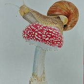 CARACOL VIAJANDO EN AMANITA . % Constanza Roblero tarafından hazırlanan Geleneksel illüstras, on, Sulubo, Ve a Resim projesi - 03.23.2023