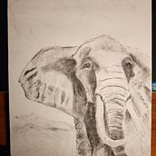 My project for course: Animal Illustration with Charcoal and Ink. Een project van  Beeldende kunst,  Tekening,  Illustratie met inkt, Naturalistische illustratie y Traditionele illustratie van Jennifer Turner - 24.03.2023