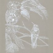 Colibrí Coruscans, Mi proyecto del curso: Acuarela de naturaleza: ilustra en negativo y positivo . % Natalia Zamora tarafından hazırlanan Geleneksel illüstras, on, Güzel sanatlar, Tablo, Çizim, Sulubo, a Resim, Botanik İllüstras, on, Doğalcı İllüstras, Ve on projesi - 03.25.2023