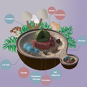 My project for course: Introduction to Illustrated Infographics. Information Design, Interactive Design & Infographics project by Elene Sujashvili - 03.26.2023