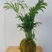 My project for course: Kokedamas: Create Natural Moss Pots . Arts, Crafts, Interior Design, L, scape Architecture, Decoration, DIY, Floral, and Plant Design project by alinacoroian - 03.26.2023