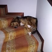 Mi proyecto del curso: Escritura de guion para cine y televisión. Un progetto di Cinema, video e TV, Scrittura, TV, Produzione audiovisiva, Script, Narrativa, Scrittura di narrativa fiction e Scrittura creativa di nicomedinabuitrago - 25.03.2023