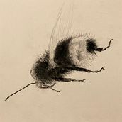 My project for course: Illustrating the Natural World with Watercolor and Charcoal. Un progetto di Illustrazione tradizionale, Pittura e Illustrazione naturalistica di aardkronkel - 29.03.2023