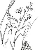 Faery House in the Weeds. Un progetto di Bozzetti di Emerset Farquharson - 30.11.2022