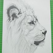 Il mio progetto del corso: Disegno naturalistico di animali con matita di grafite. Traditional illustration, Pencil Drawing, Drawing, and Naturalistic Illustration project by alessandra - 03.30.2023
