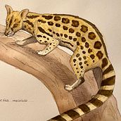 My project for course: Scientific Illustration of Animals in Watercolor . Een project van Traditionele illustratie, Aquarelschilderen, Realistische tekening y Naturalistische illustratie van Maja Störmer - 30.03.2023