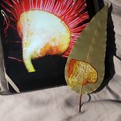 Corymbia Ficifolia. Embroider, and Textile Design project by Sherilee Nickels - 04.01.2023