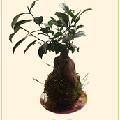 Kokedamas: Create Natural Moss Pots  . % florine_bm tarafından hazırlanan Sanat ve El Sanatları, İç Tasarım, Peyzaj Mimarisi, Dekorasyon, Kendin Yap, Ve Çiçek ve Bitki Tasarımı projesi - 05.18.2023