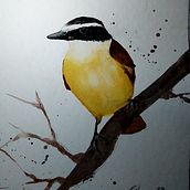 Mis aves favoritas. Ilustração tradicional projeto de galongstaff - 03.04.2023