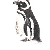 Pingüino de Magallanes Spheniscus magellanicus. Un progetto di Illustrazione tradizionale di danielazambranoalvarez - 05.04.2023