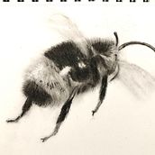 Charcoal Bee . Ilustrasi tradisional, Lukisan, Dan Menggambar Artistik proyek oleh Jane - 04.04.2023