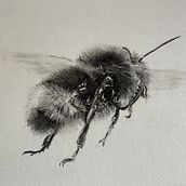 My project for course: Illustrating the Natural World with Watercolor and Charcoal. Traditional illustration, Painting, and Naturalistic Illustration project by Denise Sullivan - 04.06.2023