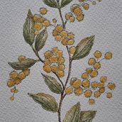 My project for course: Illustrating Nature with Watercolor and Pen. Un projet de Illustration traditionnelle, Beaux Arts, Peinture, Dessin, Aquarelle et Illustration botanique de Amy Paton - 05.04.2023