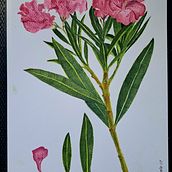 Mi proyecto del curso: Acuarela botánica: ilustra la anatomía de las flores. Traditional illustration, Fine Arts, Painting, Drawing, Watercolor Painting, and Botanical Illustration project by maldonadocristina - 04.04.2023