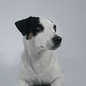Mi proyecto del curso: Introducción a la fotografía de perros. Photograph, Portrait Photograph, Studio Photograph, Documentar, Photograph, Lifest, le Photograph & Interior Photograph project by Liliana Yunuen Sanchez Maldonado - 04.08.2023