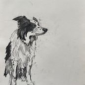 My project for course: Animal Illustration with Charcoal and Ink. Un proyecto de Bellas Artes, Dibujo, Ilustración con tinta e Ilustración naturalista				 de Lucy Breckenridge - 09.04.2023
