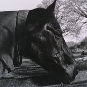 Black Horse. Un progetto di Fotografia, Belle arti e Fotografia analogica di Milagros Canduelas Rios - 10.04.2023